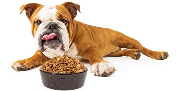 Dog Food for Weight Loss