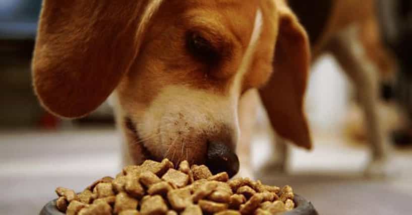 Dog Food for Weight Loss